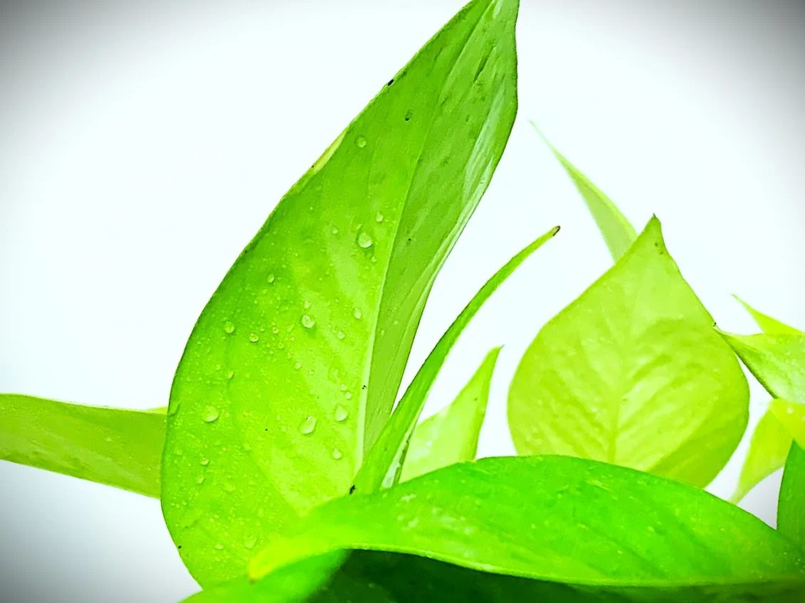 "Golden Pothos" A Home grown Plant