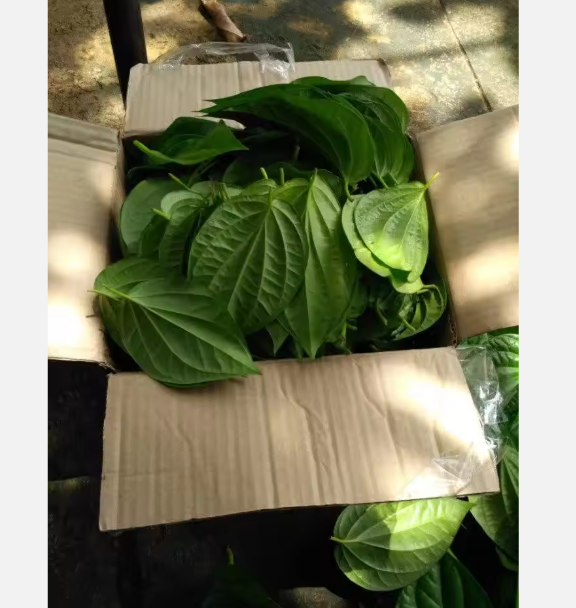 Fresh Betel Leaf