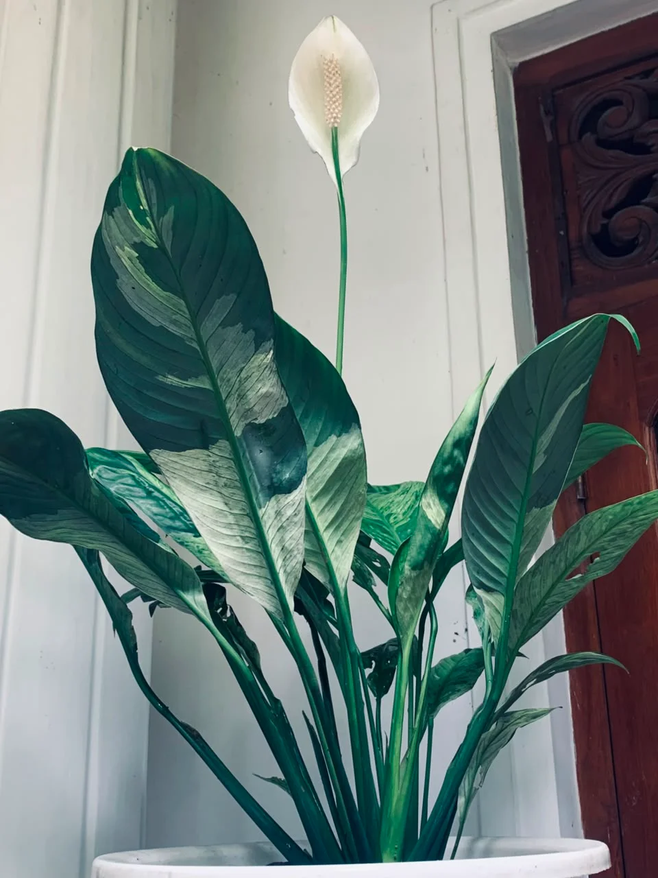 "Peace Lilly" Homegrown Plant